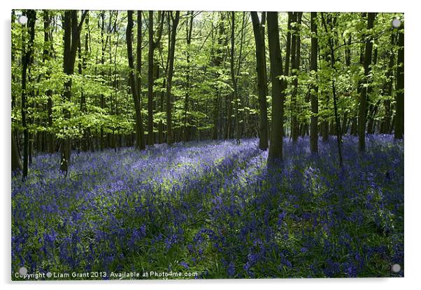 Bluebells, South Weald, Essex Acrylic by Liam Grant