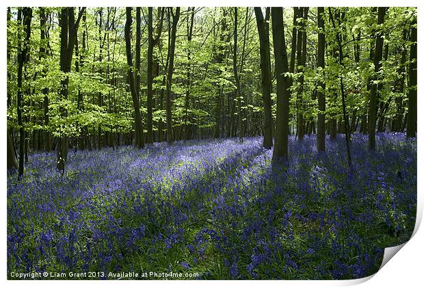 Bluebells, South Weald, Essex Print by Liam Grant