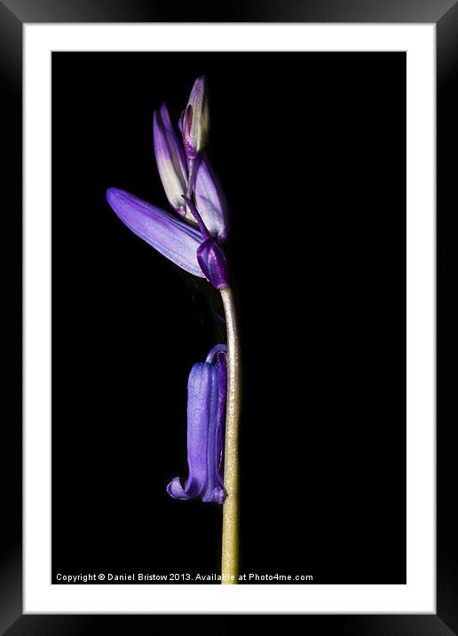 Blue bells of Spring Framed Mounted Print by Daniel Bristow