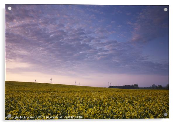 Oilseed rape field and wind farm at sunrise. Acrylic by Liam Grant