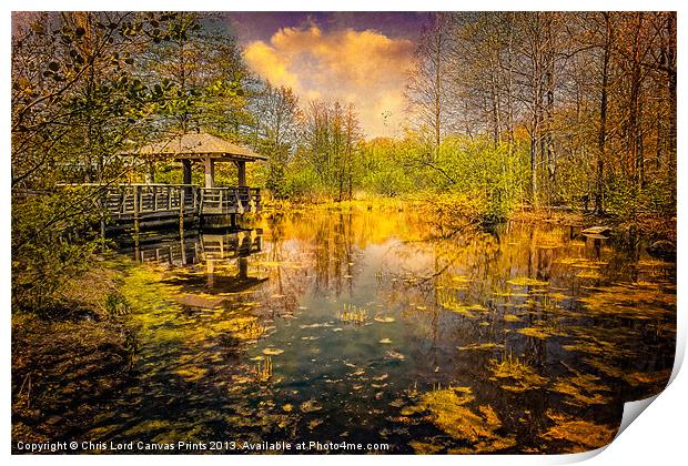 Wild Woodland Wetlands Print by Chris Lord