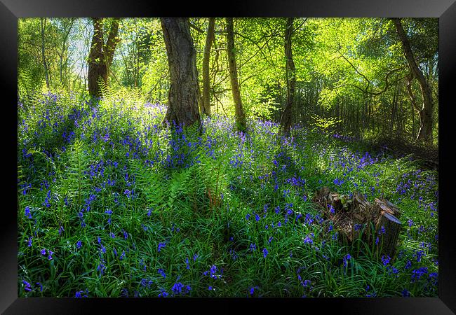 Bluebell Wood Framed Print by Simon West