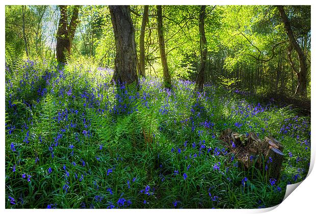 Bluebell Wood Print by Simon West