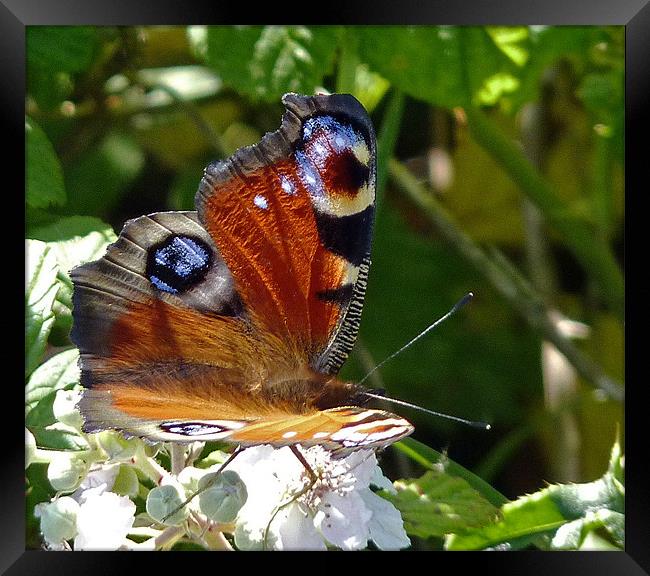 Peacock Butterfly Framed Print by Tony Murtagh