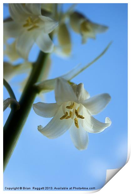 Albino Bluebells 2 Print by Brian  Raggatt