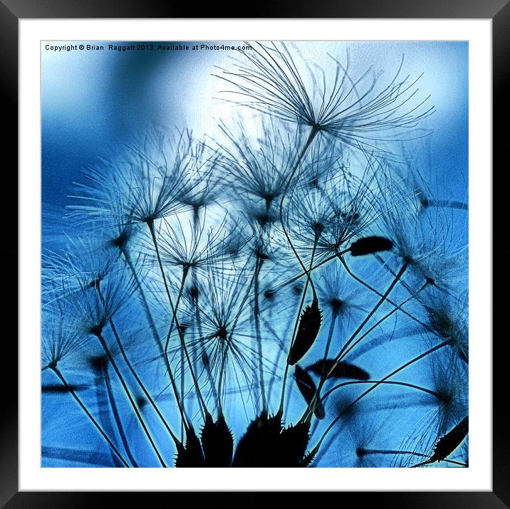 Dandelion Seed Abstract Framed Mounted Print by Brian  Raggatt
