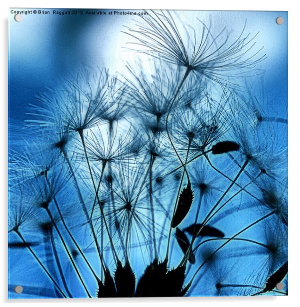 Dandelion Seed Abstract Acrylic by Brian  Raggatt