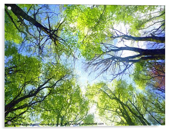 Treeview Acrylic by Paula Palmer canvas