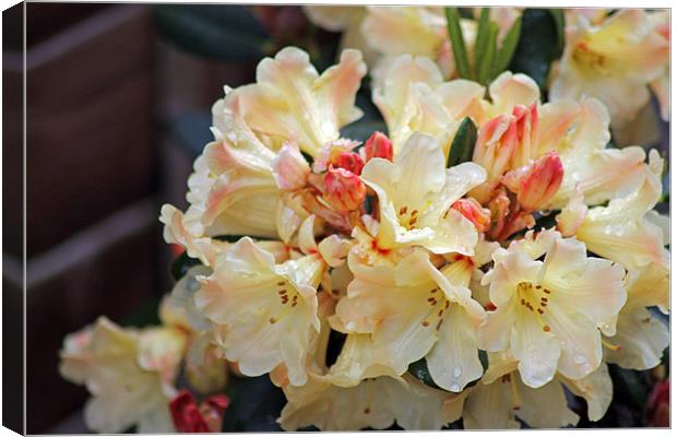 Rhododendron Nancy Evans Canvas Print by Tony Murtagh