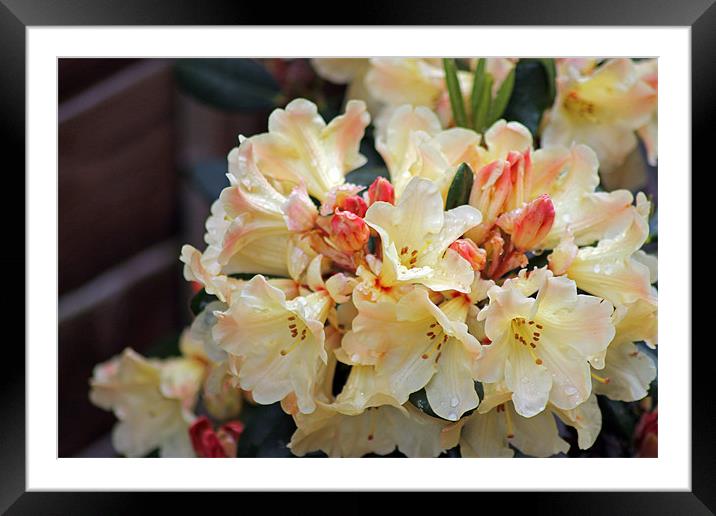 Rhododendron Nancy Evans Framed Mounted Print by Tony Murtagh
