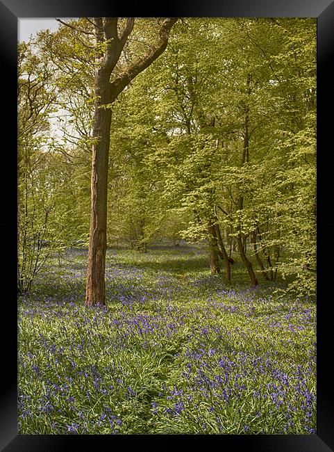 Bluebell Glade Framed Print by Phil Clements