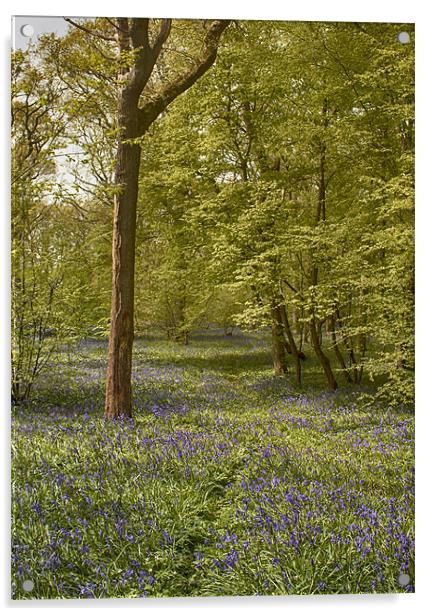 Bluebell Glade Acrylic by Phil Clements