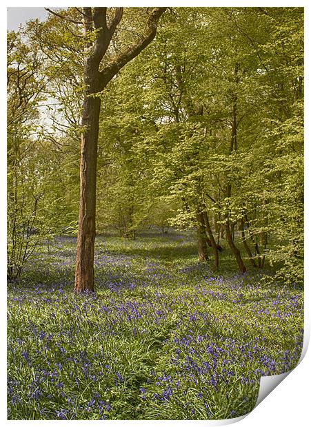 Bluebell Glade Print by Phil Clements
