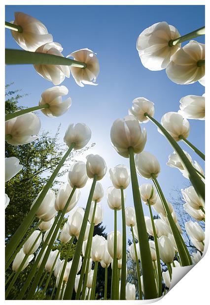 Tulips Print by Tracey Whitefoot