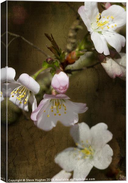 Cherry Blossom with texture Canvas Print by Steve Hughes