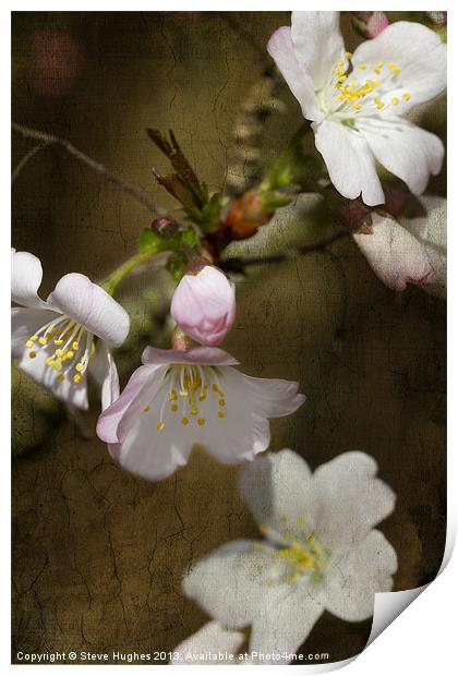 Cherry Blossom with texture Print by Steve Hughes