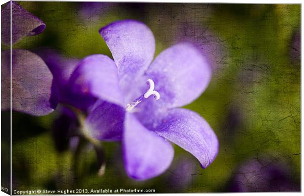 Campanula on textured background Canvas Print by Steve Hughes