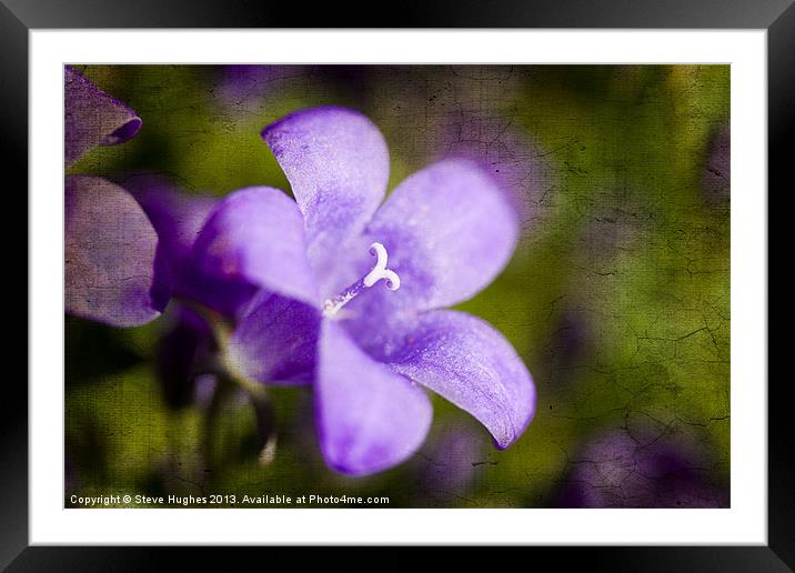 Campanula on textured background Framed Mounted Print by Steve Hughes