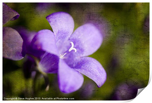 Campanula on textured background Print by Steve Hughes