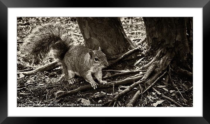 squirrels collection 1 Framed Mounted Print by stewart oakes
