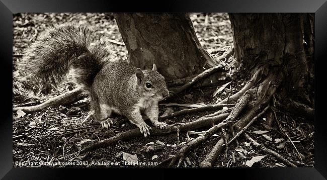 squirrels collection 1 Framed Print by stewart oakes