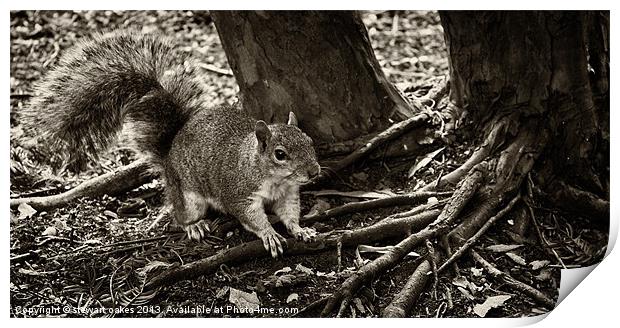 squirrels collection 1 Print by stewart oakes
