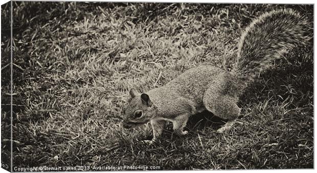 squirrels collection 2 Canvas Print by stewart oakes