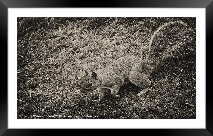 squirrels collection 2 Framed Mounted Print by stewart oakes