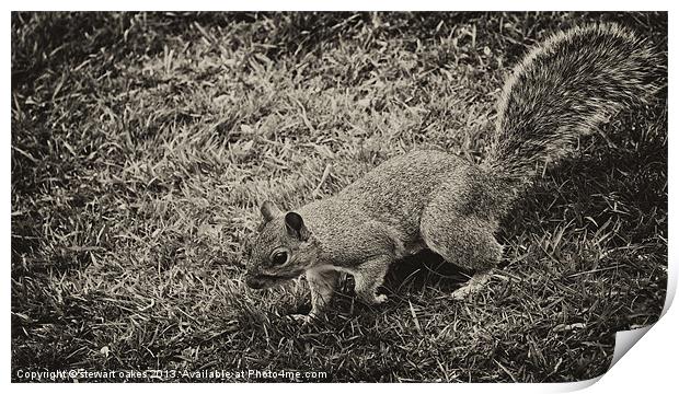 squirrels collection 2 Print by stewart oakes