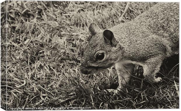 squirrels collection 3 Canvas Print by stewart oakes