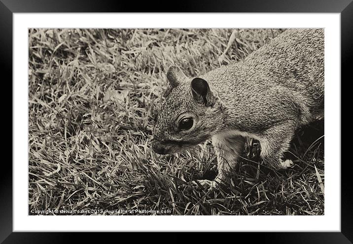 squirrels collection 3 Framed Mounted Print by stewart oakes