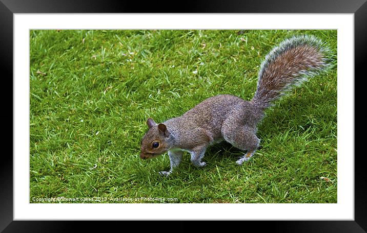 squirrels collection 4 Framed Mounted Print by stewart oakes
