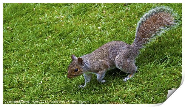 squirrels collection 4 Print by stewart oakes