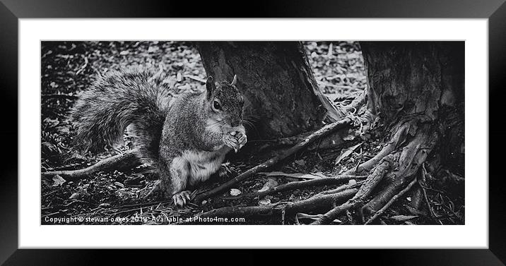 squirrels collection 5 Framed Mounted Print by stewart oakes