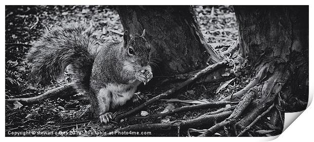 squirrels collection 5 Print by stewart oakes