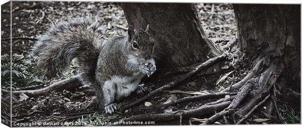 squirrels collection 6 Canvas Print by stewart oakes