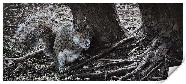 squirrels collection 6 Print by stewart oakes