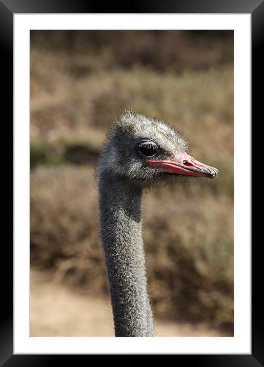 Ostrich Eye Framed Mounted Print by Graham Palmer