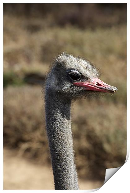 Ostrich Eye Print by Graham Palmer