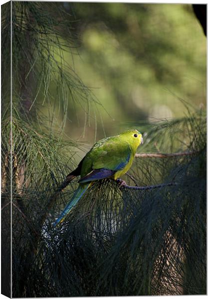 Orange Bellied Parrot Canvas Print by Graham Palmer