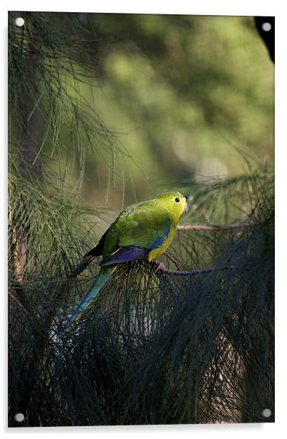 Orange Bellied Parrot Acrylic by Graham Palmer