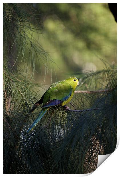 Orange Bellied Parrot Print by Graham Palmer