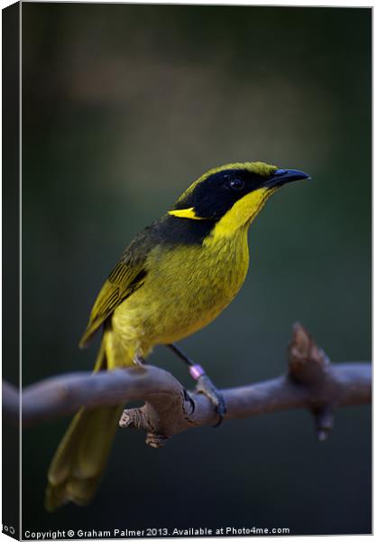 Helmeted Honeyeater Canvas Print by Graham Palmer