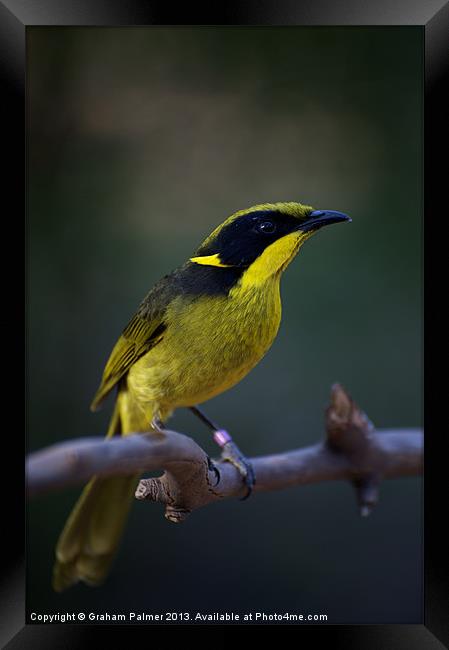 Helmeted Honeyeater Framed Print by Graham Palmer