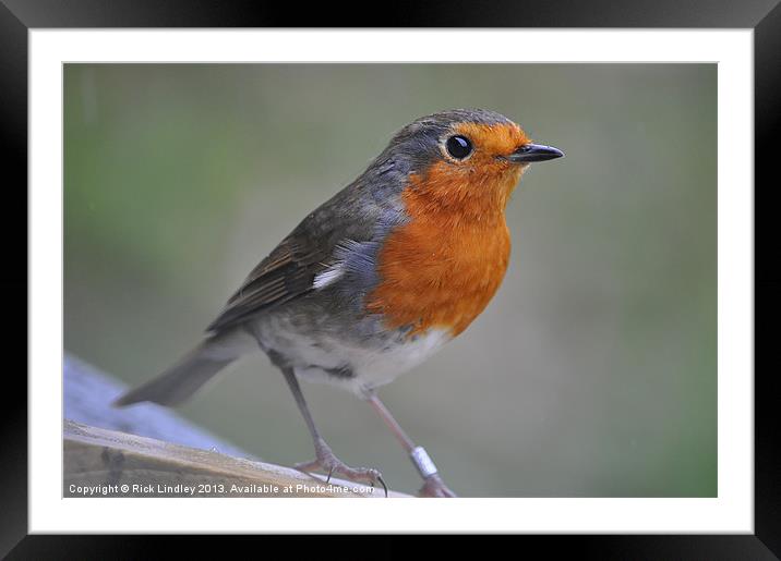 Robin Framed Mounted Print by Rick Lindley