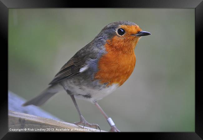 Robin Framed Print by Rick Lindley