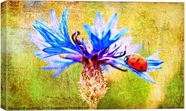 Ladybird Canvas Print by Ian Jeffrey