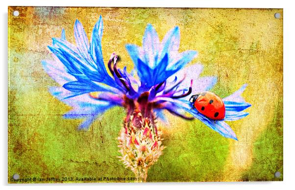 Ladybird Acrylic by Ian Jeffrey