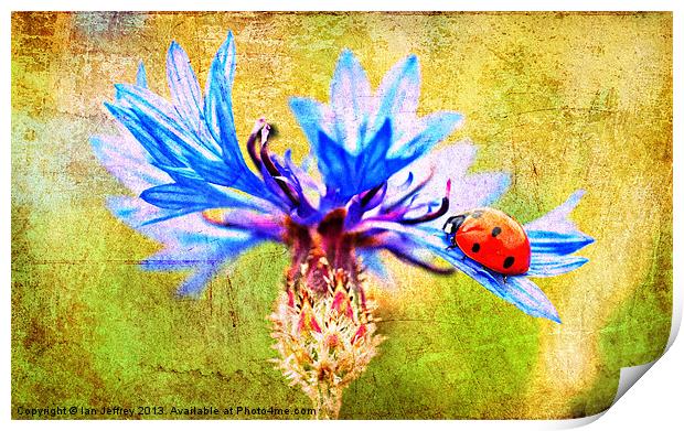 Ladybird Print by Ian Jeffrey