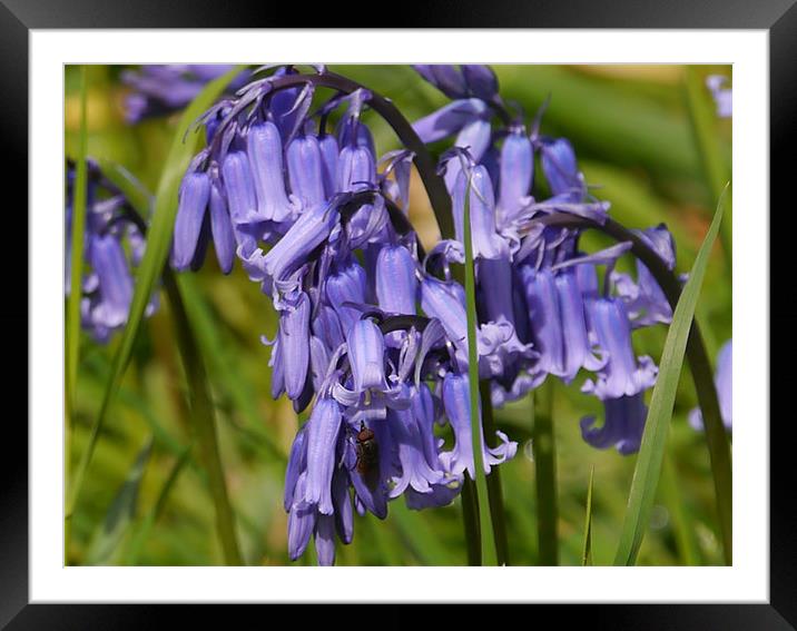 Bluebells Framed Mounted Print by sharon bennett